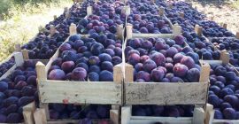 Śliwka z czarnego diamentu i czarna gwiazda (40 ton)