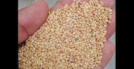 Nazwa żółta jagła Nowa roślina, Kształt Okrągły kształt Pochodzenie