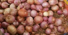 Onion Available For Export Superior Quality All Gulf countries,