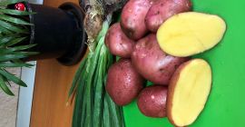 Producent, sprzedaję czerwone ziemniaki Bella Rosa, pakowane w worki