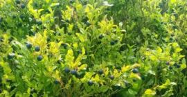 Dzien dobry, mam do sprzedania ok 50kg swiezej jagody