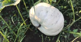 Dyniowa odmiana Tudor! Rumuńskie odmiany doskonałe zarówno do pieczenia,