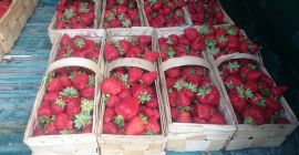 Sprzedam truskawkę POLSKĄ (zdjęcia) . Owoce ładne błyszczące (uprawa