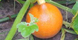 Sprzedam dynie hokkaido duże ilości zapraszam