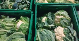 Kalafior, polski, 6 szt./skrzynka, odbiór w Grójcu.