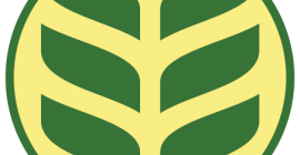 Ekologiczne nasiona żyta Dankowskie Amber C1.