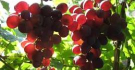Sprzedaję winogrona - odmiany win - Muscat Ottonel, Cabernet