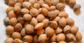 Szukam oczyszczonych pestek wiśni do termoforów