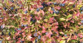 Witam. Sprzedam jagode leśna górska czystą w cenie 14zl/kg.