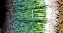 Sprzedam szczypiorek Parada. Możliwe duże ilosci