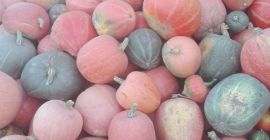 Sprzedam dynie jadalną prosto z pola