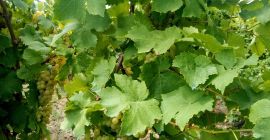 Winogrona Muscat zanikły