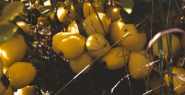 Selling BIO Quince price negotiated