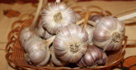 Sprzedam czosnek Harnaś duże główki. Czosnek jest oczyszczony w