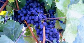 Mamy na sprzedaż odmiany winorośli Moldova , zapewnienie jakości,