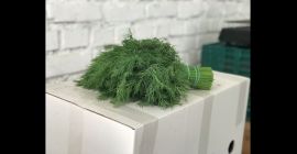 Przyjmujemy zamówienia kontraktowe na zioła ( koperek, pietruszka, koledra,