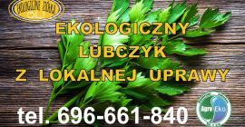 Sprzedam jednorazowo około 200kg lubczyku. Lubczyk różnej jakości. Ekologiczna,