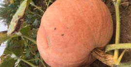 Sprzedam dynie melonowa, bambino. Ilość około 3-5 t świeża