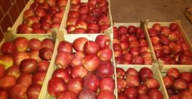 W sprzedaży jabłko Red Chief, tylko hurtownie