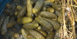 Witam . Mam do sprzedania ogórki kiszone metoda tradycyjną