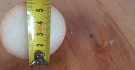 Cebula kaliber 5-7 cm sucha, bardzo ładna