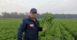 Seler naciowy odmiana Tango, super zdrowy, bez jakichkolwiek porażeń,