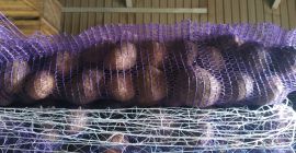 Sprzedajesz ziemniaki, klasa melodyczna, nieograniczona ilość, kaliber 3-5 350