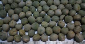 Suszony zielony groszek Punkt załadunku: Bukareszt - Rumunia Płatność: