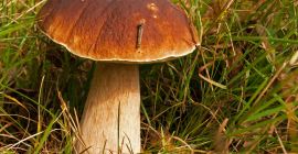 Skupuje Borowika Białego 20zl. Kg Podgrzybek Mały - 3zł