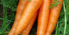 Xiamen China Fresh Red Carrot Szczegółowy opis produktu Rodzaj: