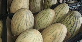 Witam, Mam na sprzedaż Melon odmiana Torpeda. Towar na