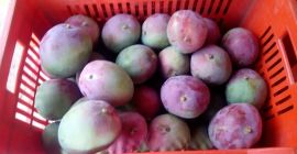 Witaj, Mamy doskonałą jakość dostępnego mango. Skontaktuj się z