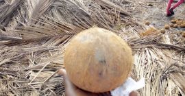 Witaj, Mamy wziąć twoje wymagania dotyczące naszych orzechów kokosowych