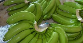 Banany Cavendish dostępne w niskich cenach skontaktuj się z