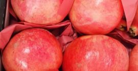 odmiana: - Wspaniałe opakowanie: - karton 5 kg brutto,