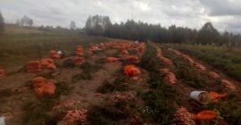 Sprzedaję marchewki rasca. Dobre i słodkie