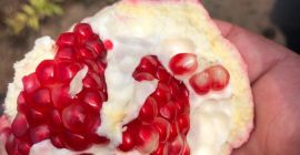 Świeży granat - Pochodzenie: Egipt. - Odmiana: kwaśny czerwony