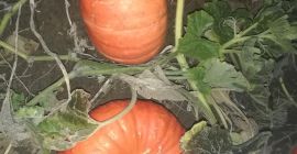 Sprzedam dynie w ilościach hurtowych. Odmiany Muscat, Hokkaido, Bambino,