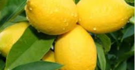 Owoce prowincji Chuzestan