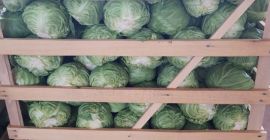 Oferuję białą kapustę przez cały rok. Jeśli potrzebujesz jej