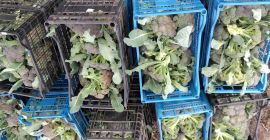 Brokuły ogrodowe produkowane w Brokuły ogrodowe produkowane w Moțăței