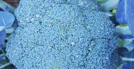 Brokuły są gotowe. Kaliber 1 kg