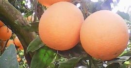 Świeża pomarańcza: Pomarańczowa pępek: (od listopada do marca) Rozmiary: