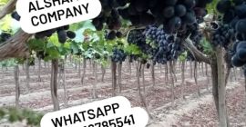 10- Świeże winogrona: - Pochodzenie: Egipt - Odmiana: świeże