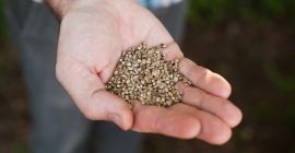 Zawartość wysokocząsteczkowych kwasów tłuszczowych: - nasycona do 9,19% -