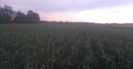 Sprzedam pora ekologicznego odmiana Lincoln i Bulgina. Hurtowe ilości