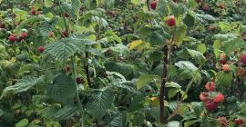 Kupuję sadzonki malin, na zamówienie dzwonię 0765881772