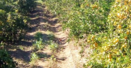 Mandarynka hiszpanska okreg Valencia Miks klasa 1 i 2