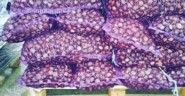 Kasztany zebrane od ludzi na Ukrainie. MOQ 20 ton