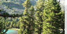 Syberyjskie orzechy cedrowe BIO z czystego regionu Górnego Ałtaju